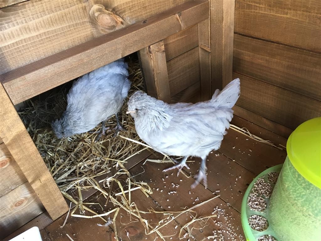 Hen House